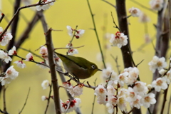 メジロと白梅　IMG_5