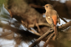 ジョウビタキ　IMG_3