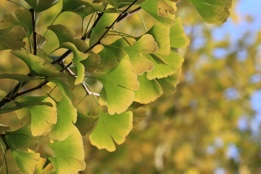 秋彩へ　　　IMG-1106