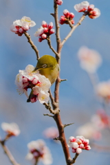 メジロ   　IMG-250311-1