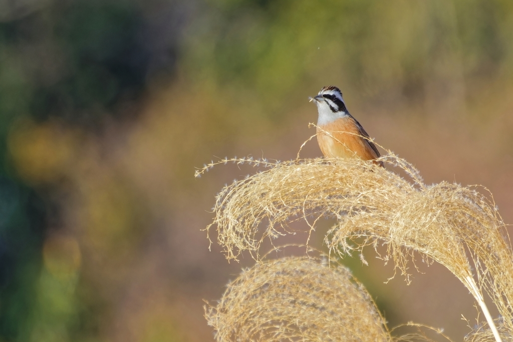 ホウジロ    　IMG-240113