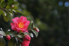 山茶花　　IMG-250102