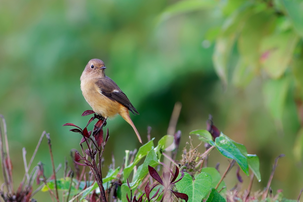 ジョウビタキ　　IMG-260104