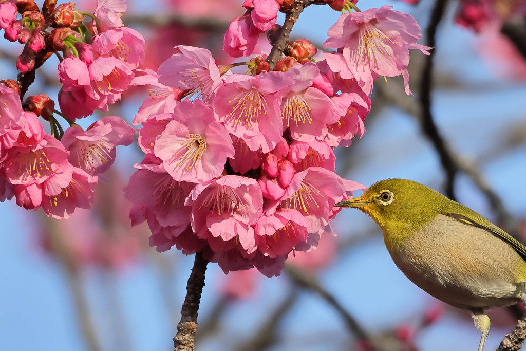 メジロと緋桜③　IMG-0321