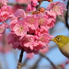 メジロと緋桜③　IMG-0321