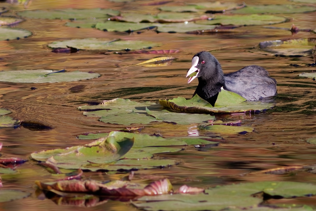 オオバン　　IMG-260124