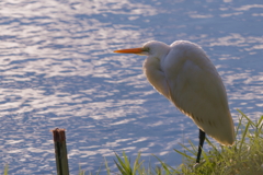 ダイサギ　　IMG-241214