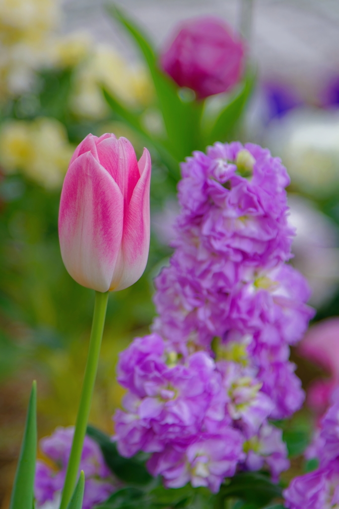 チューリップ　IMG-250207