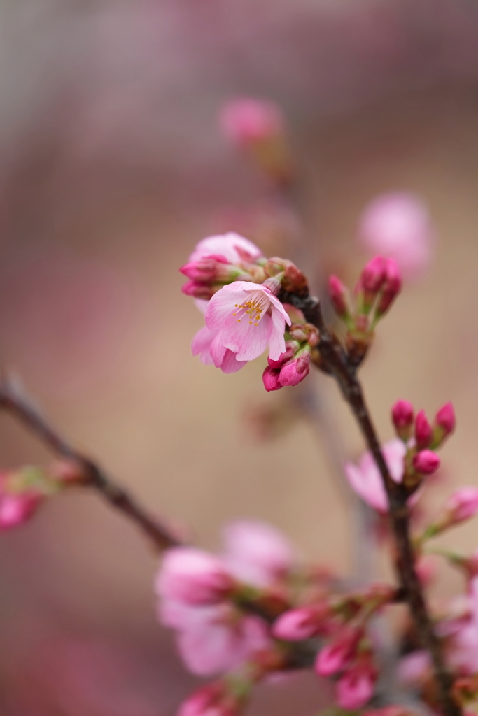 寒緋桜　IMG-250408