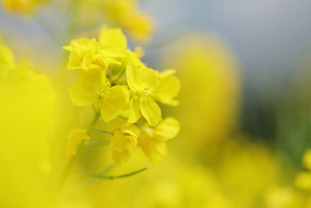 菜の花　IMG_0409