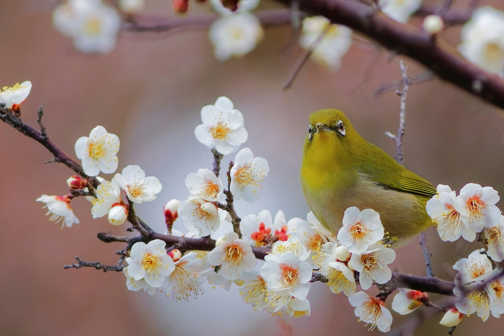 メジロ　　IMG-250222