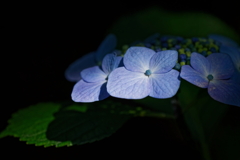 紫陽花　 　IMG-240614