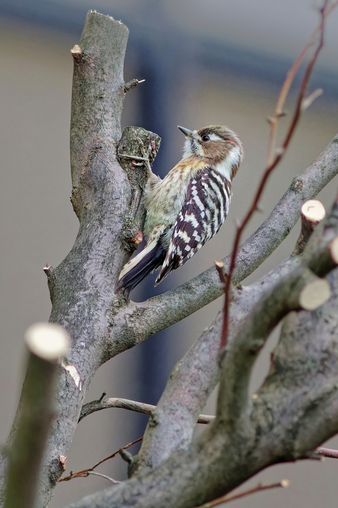 コゲラ　　IMG-251123