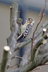 コゲラ　　IMG-251123