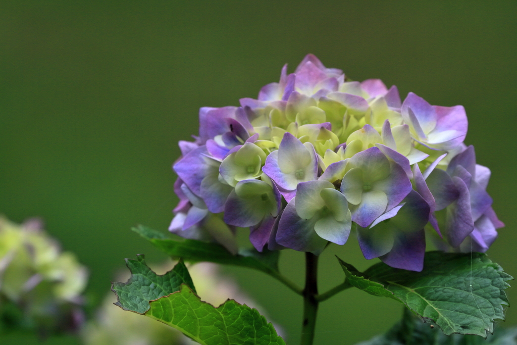 紫陽花　IMG_5