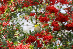 ピラカンサとメジロ　IMG_5