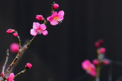 梅　　IMG-250210