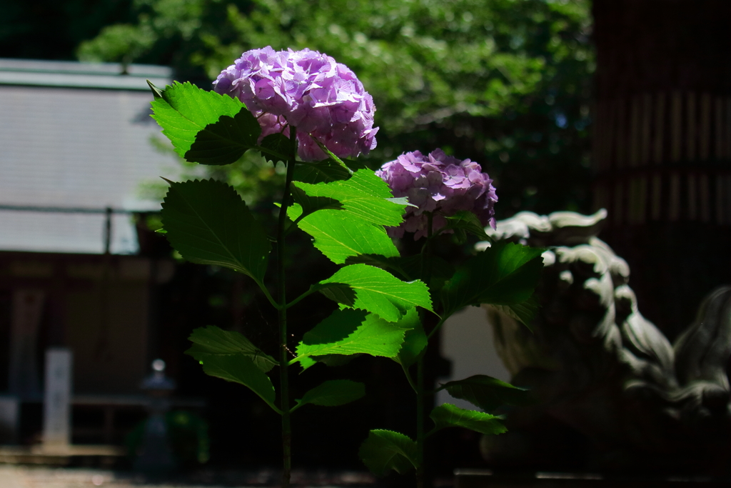 藤沢諏訪神社　