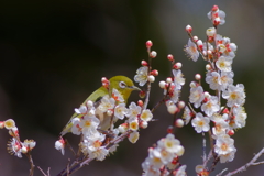 メジロ  　IMG-250214