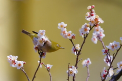 メジロ   　IMG-250314