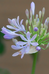 アガパンサス　　IMG-250920