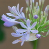 アガパンサス　　IMG-250920