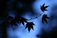 なごり（もみじ）　IMG_1