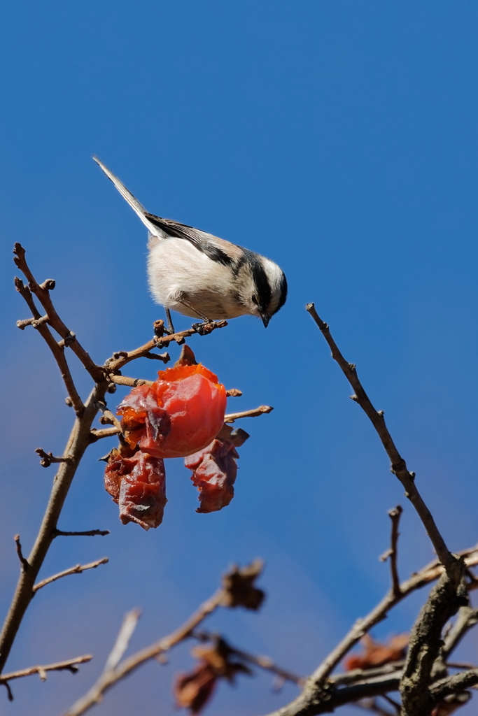 エナガ　　IMG-260124