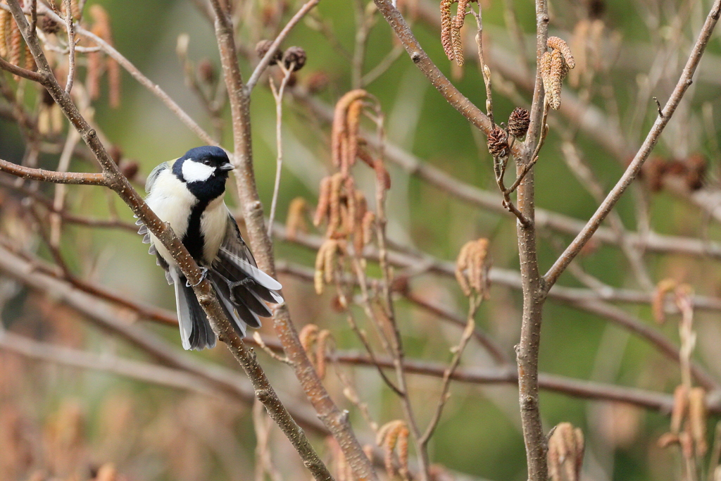 シジュウカラ  　IMG_1