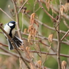 シジュウカラ  　IMG_1
