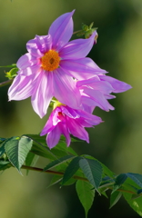 皇帝ダリア　　IMG-251214