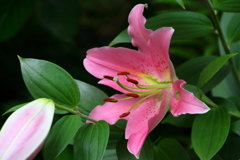 ゆり　　IMG_03