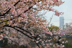 大岡川の桜①　IMG_0326