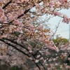 大岡川の桜①　IMG_0326