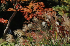 三溪園　　IMG-251206