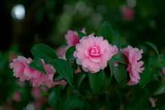 山茶花  　IMG-260119