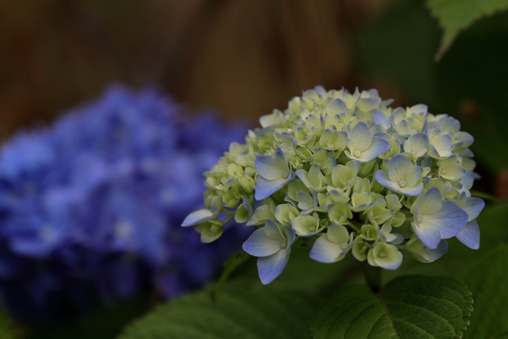 紫陽花　IMG_2