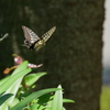 ナミアゲハ    　IMG-0918