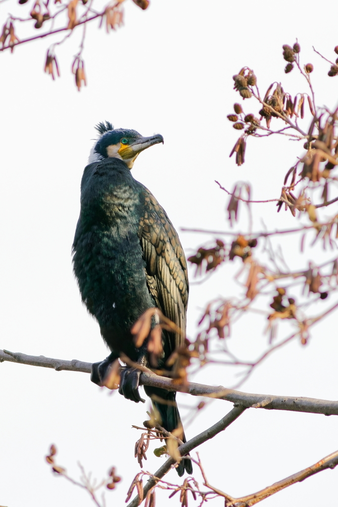カワウ   　IMG-250124