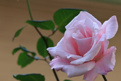 薔薇①　　　IMG-0505