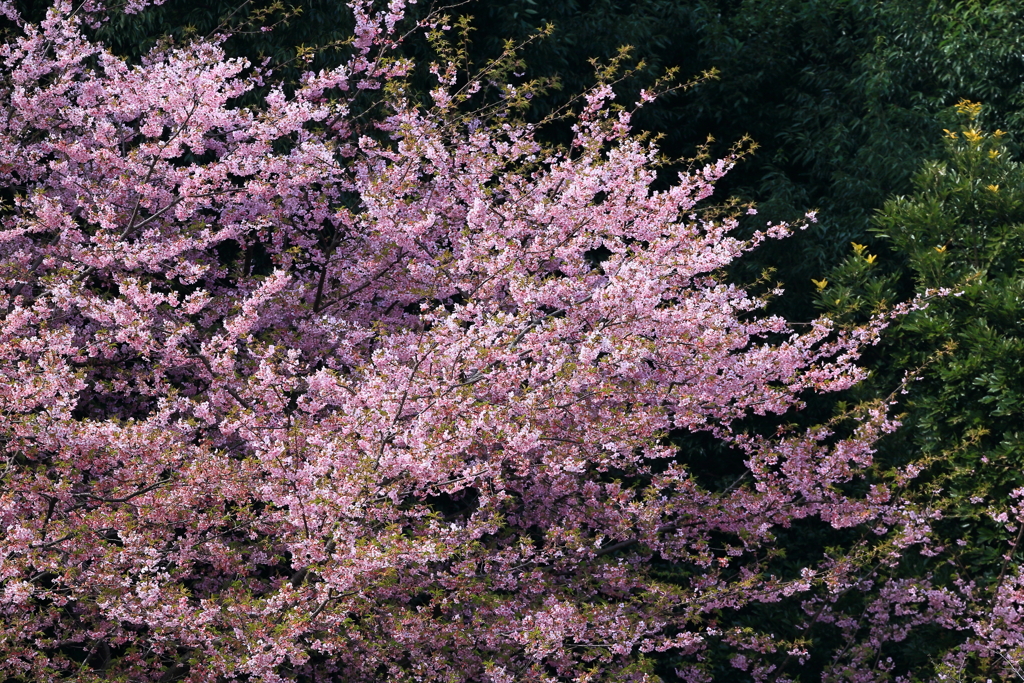 河津桜　IMG_1