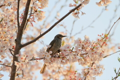 桜（ヒヨドリ）　IMG_15