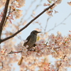 桜（ヒヨドリ）　IMG_15