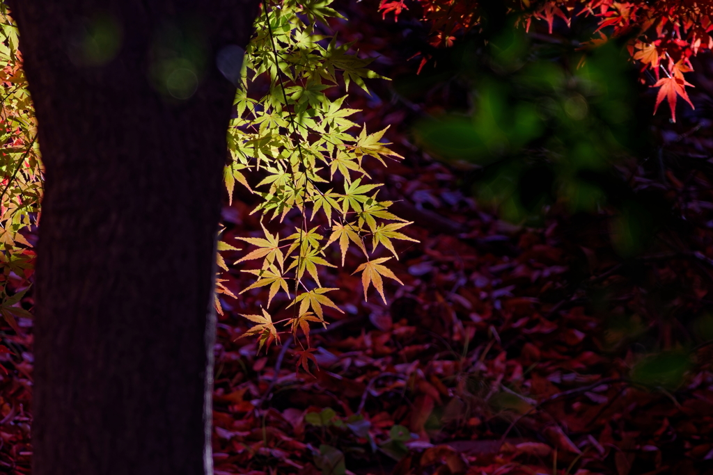 もみじ　　IMG-241215