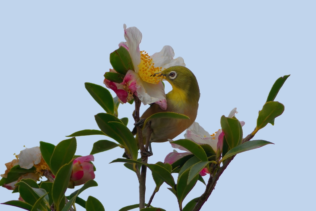 メジロ  　IMG-260111