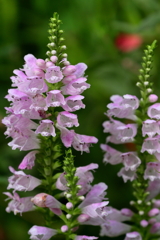 散策（ハナトラノオ）　IMG_2778