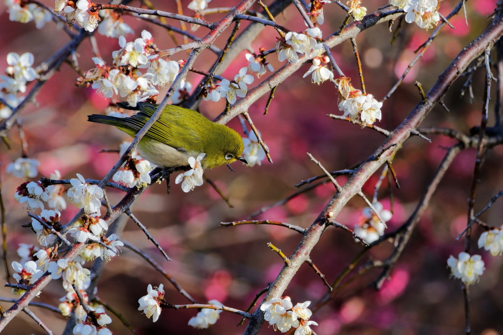 梅とメジロ⑦　　IMG-24025