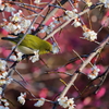 梅とメジロ⑦　　IMG-24025