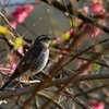 散歩（ツグミ）　IMG_38