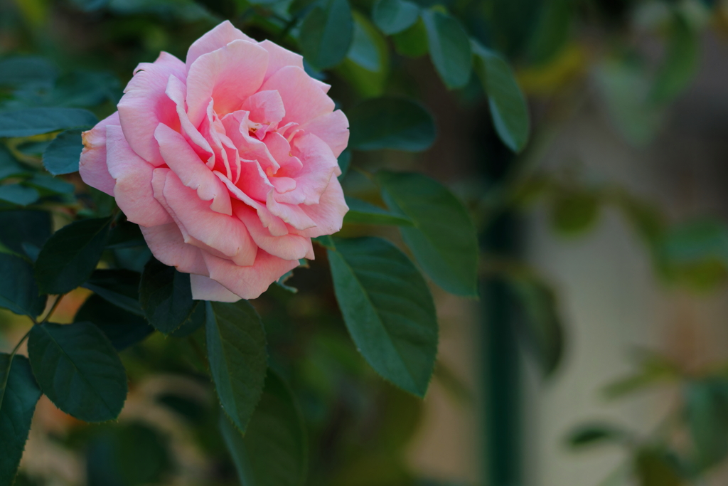 秋・薔薇　IMG-231112